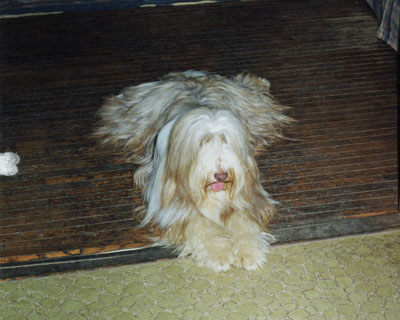 Meggie sprawled on the floor in the doorway between the family room and the kitchen.